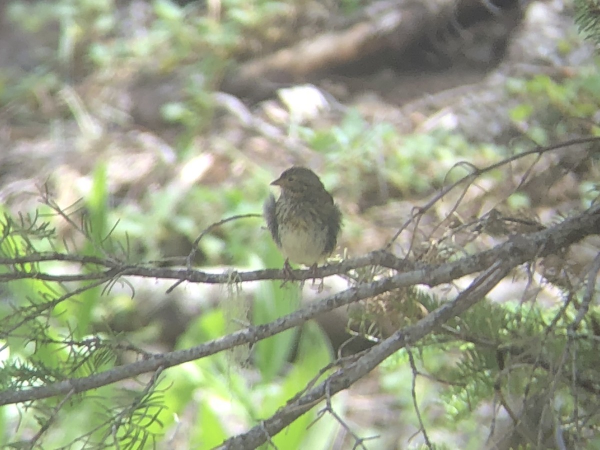 Lincoln's Sparrow - ML178923411