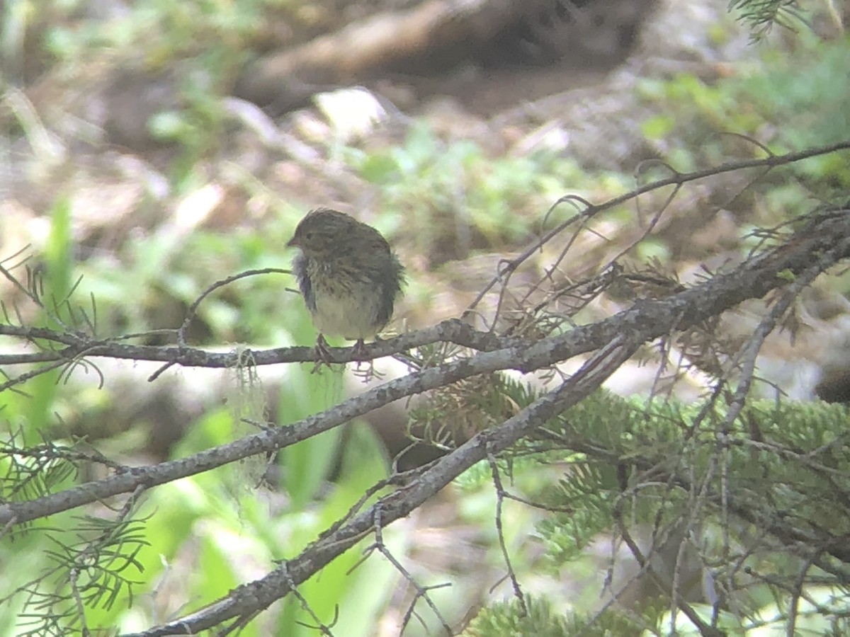 Lincoln's Sparrow - ML178923421