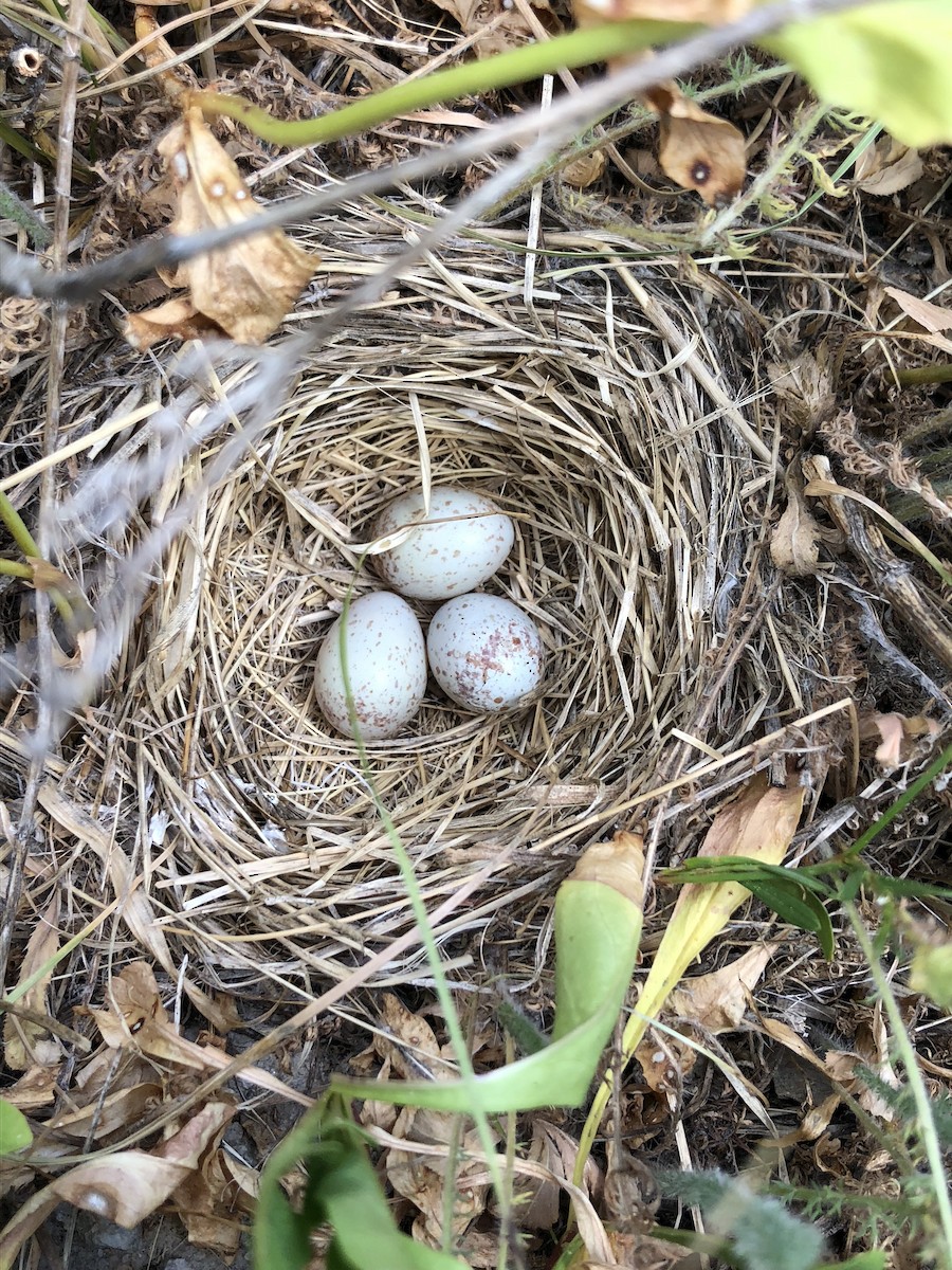 Lincoln's Sparrow - ML178923471