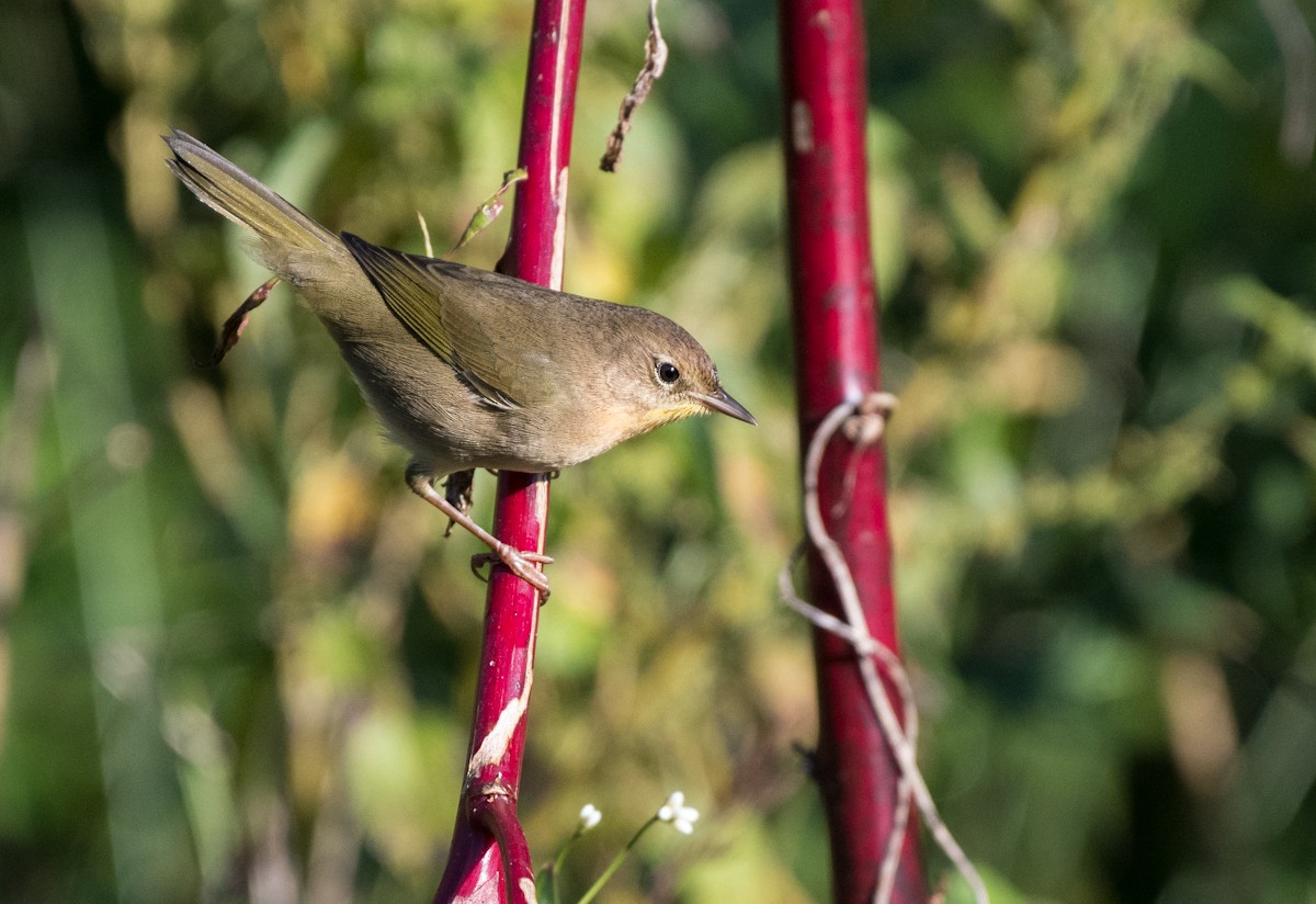 Common Yellowthroat - ML178923821