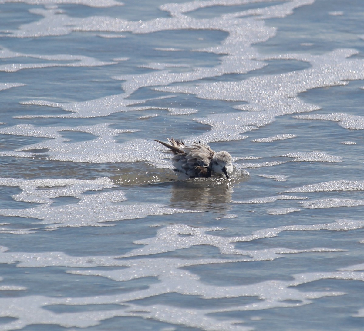 Sanderling - ML178927641