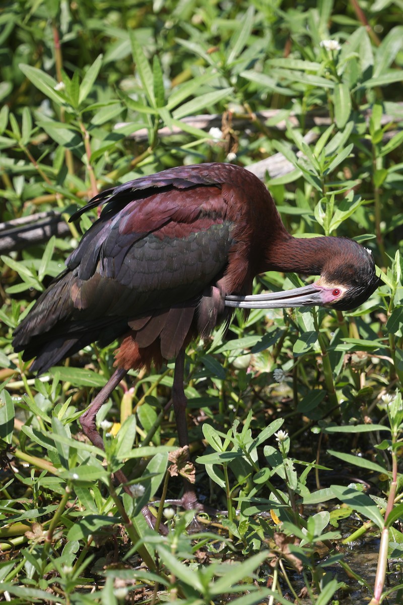 White-faced Ibis - Emily Holcomb