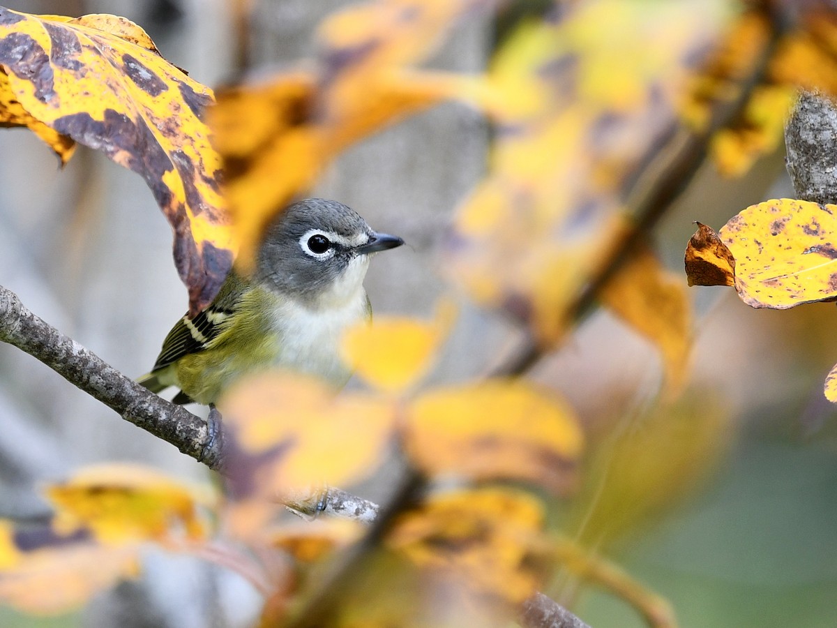 Blue-headed Vireo - Daniel Campeau