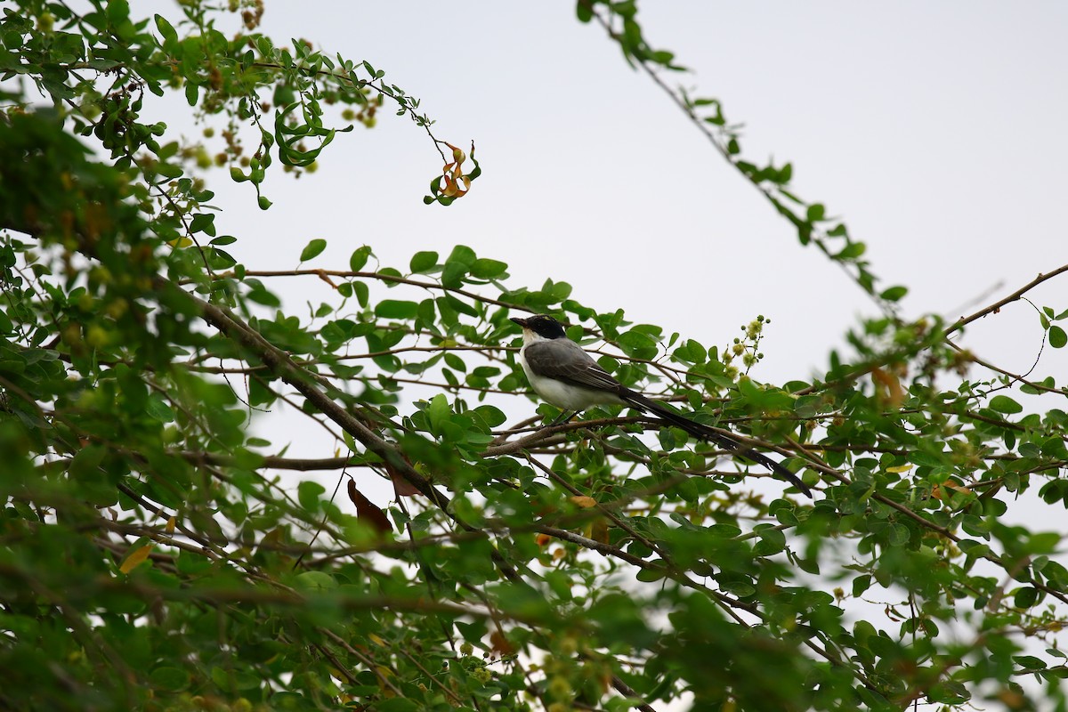 Fork-tailed Flycatcher - ML178929951