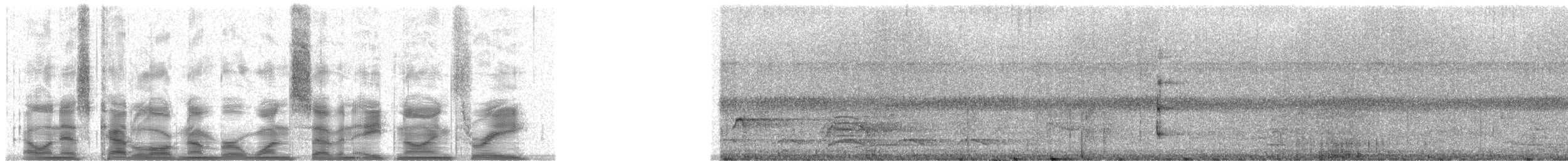 White-bellied Tody-Tyrant - ML17893