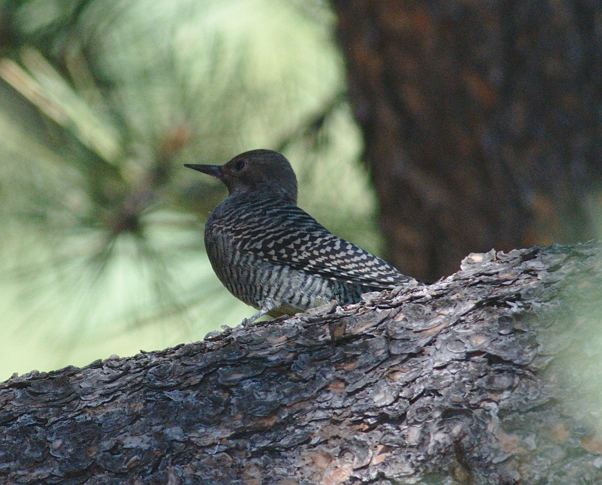 Williamson's Sapsucker - ML178930171