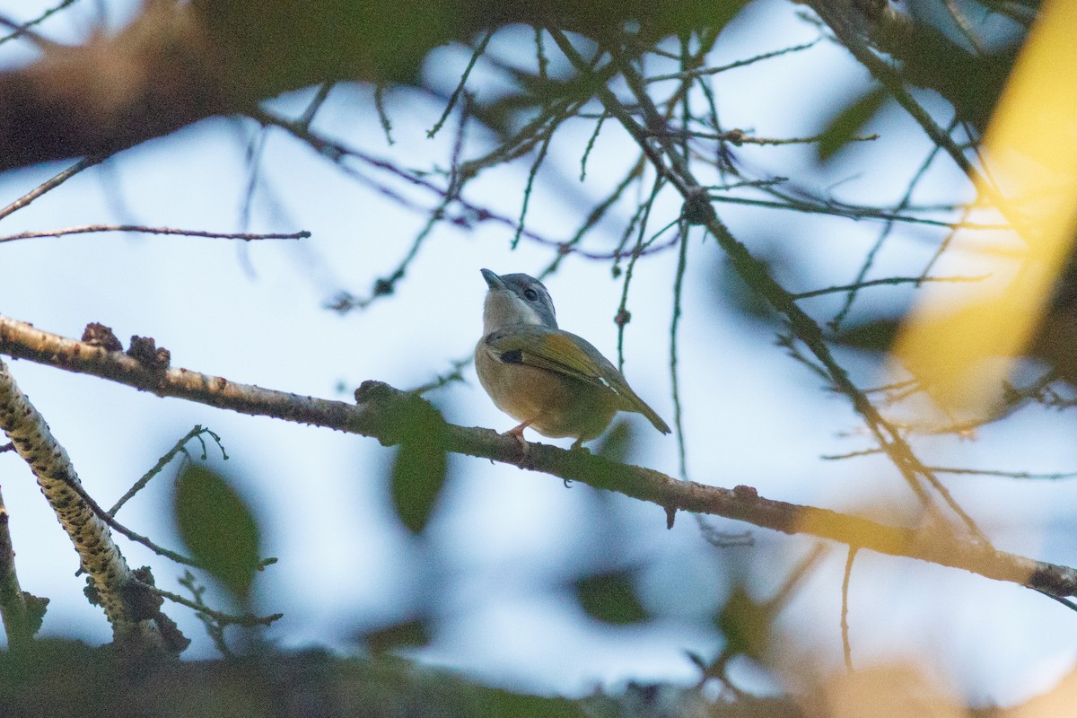 White-browed Shrike-Babbler - Sutanan Pinmaneenopparat