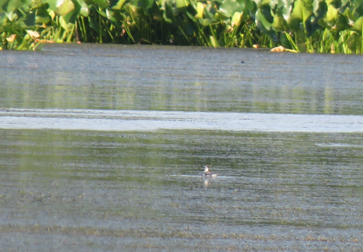 Red Phalarope - ML178931861