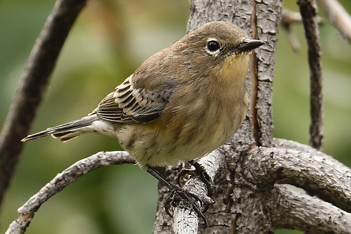 Yellow-rumped Warbler (Audubon's) - ML178933491