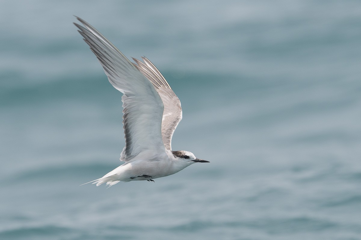 Aleutian Tern - Francis Yap