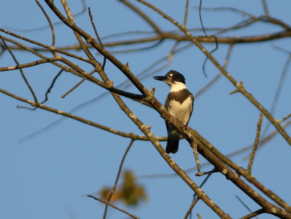 Belted Kingfisher - Dominick Fenech