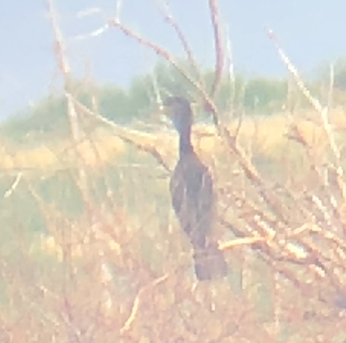 Neotropic Cormorant - ML178940071