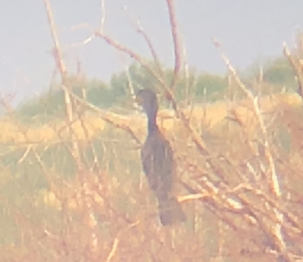 Neotropic Cormorant - ML178940081