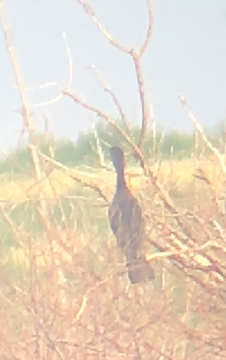 Neotropic Cormorant - ML178940091