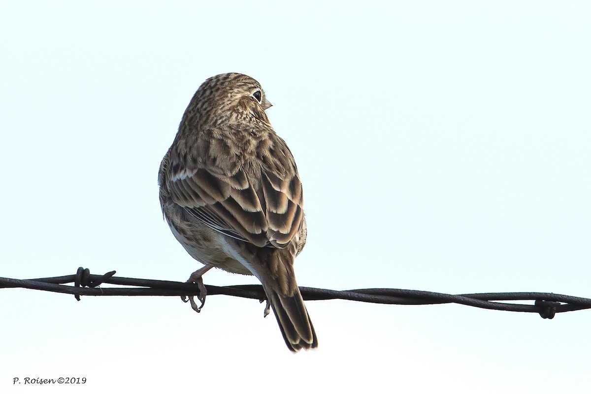 Vesper Sparrow - Paul Roisen