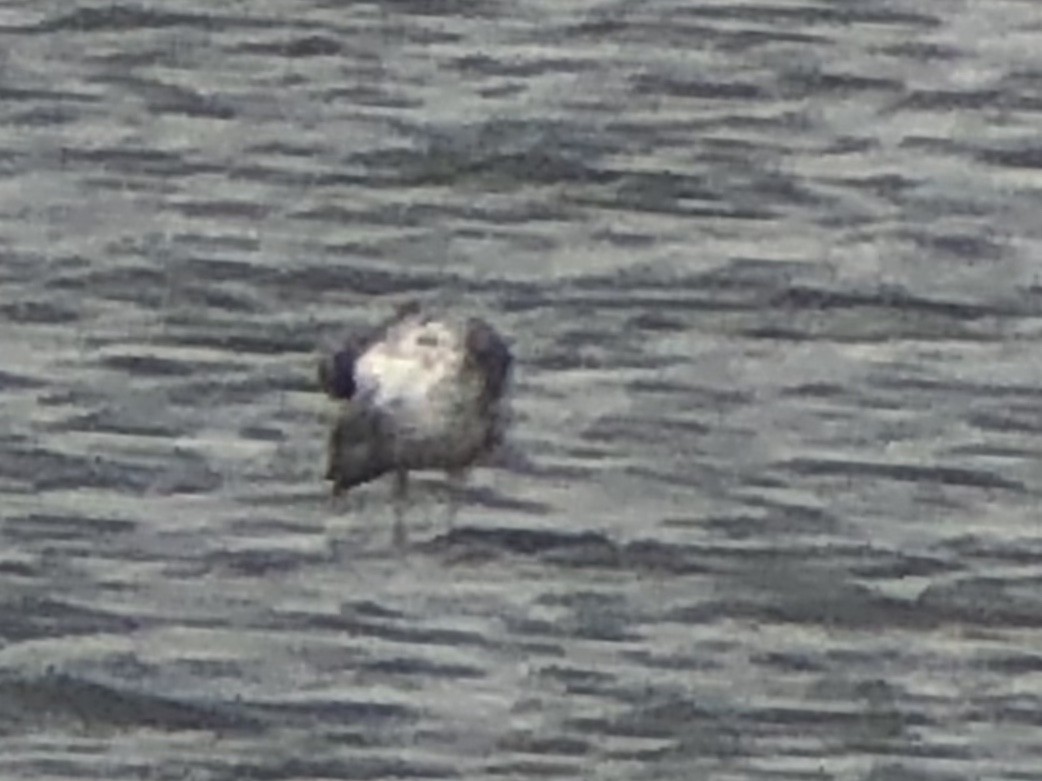 California Gull - ML178940651