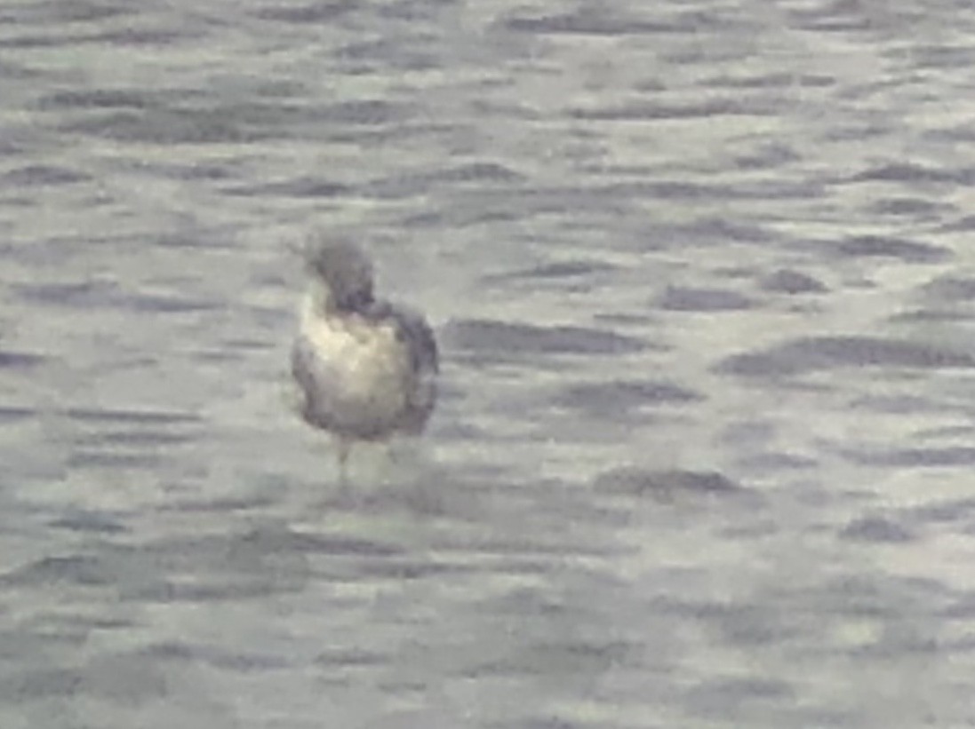 California Gull - ML178940661