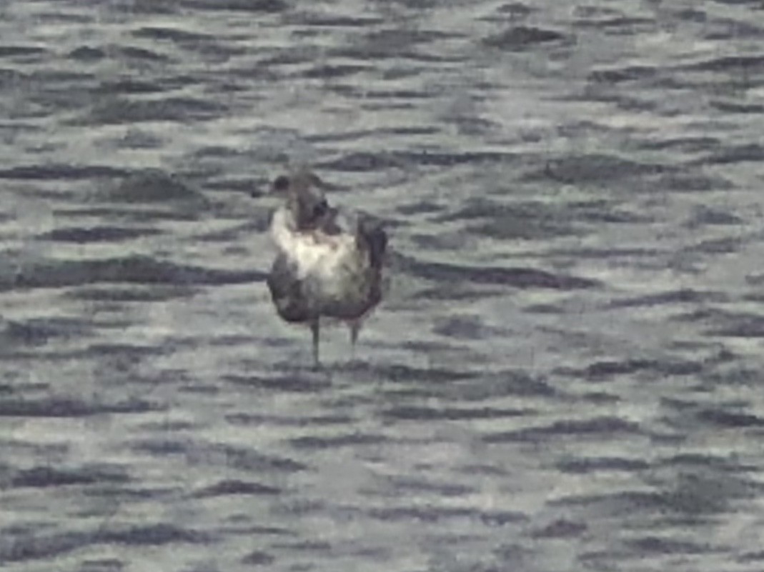 California Gull - ML178940671