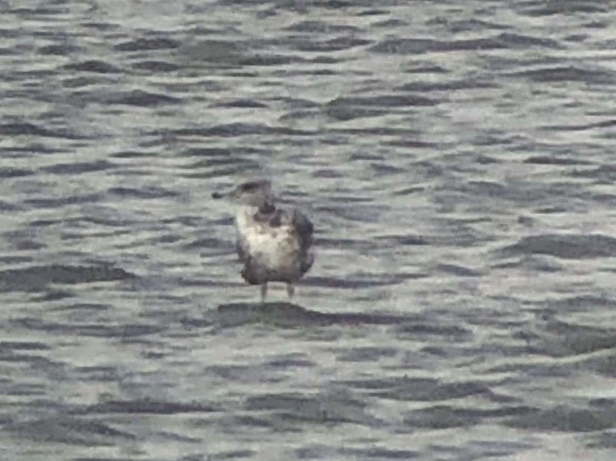 California Gull - ML178940681