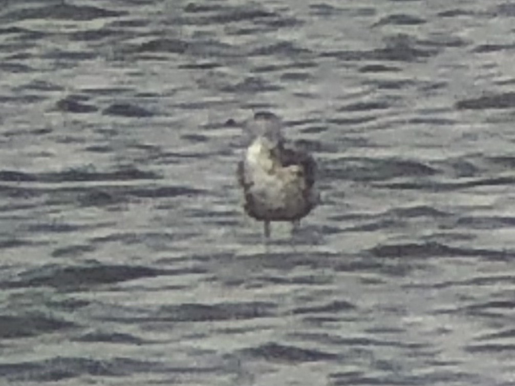 California Gull - ML178940691