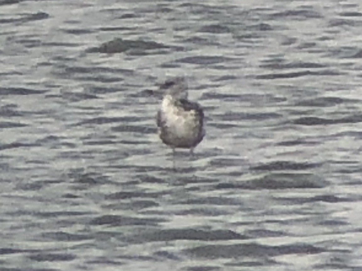 California Gull - ML178940701