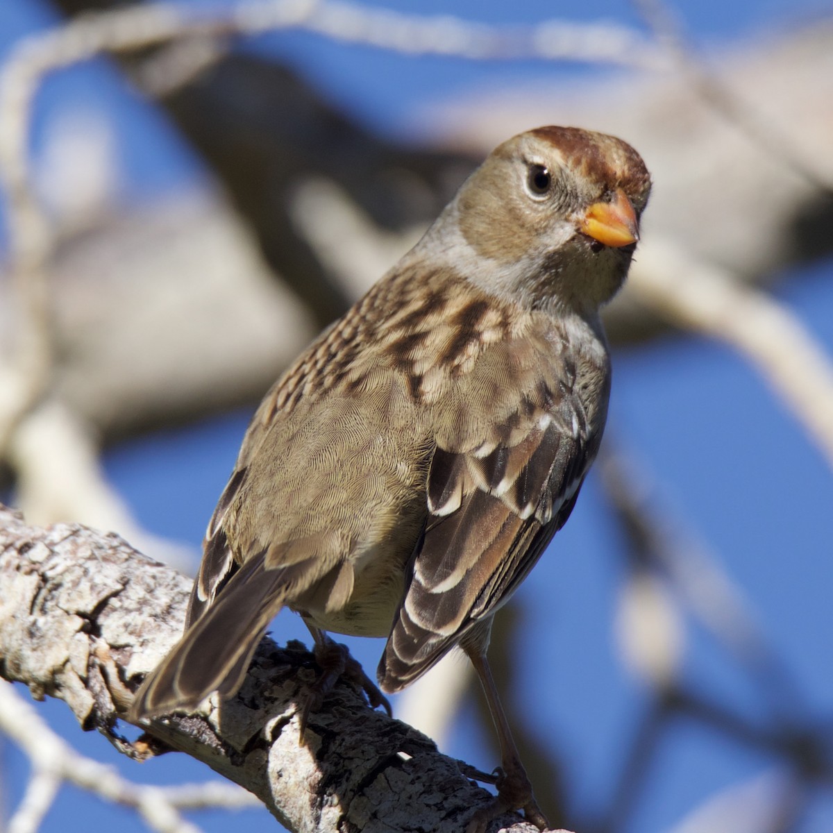 White-crowned Sparrow - Charlotte Allen