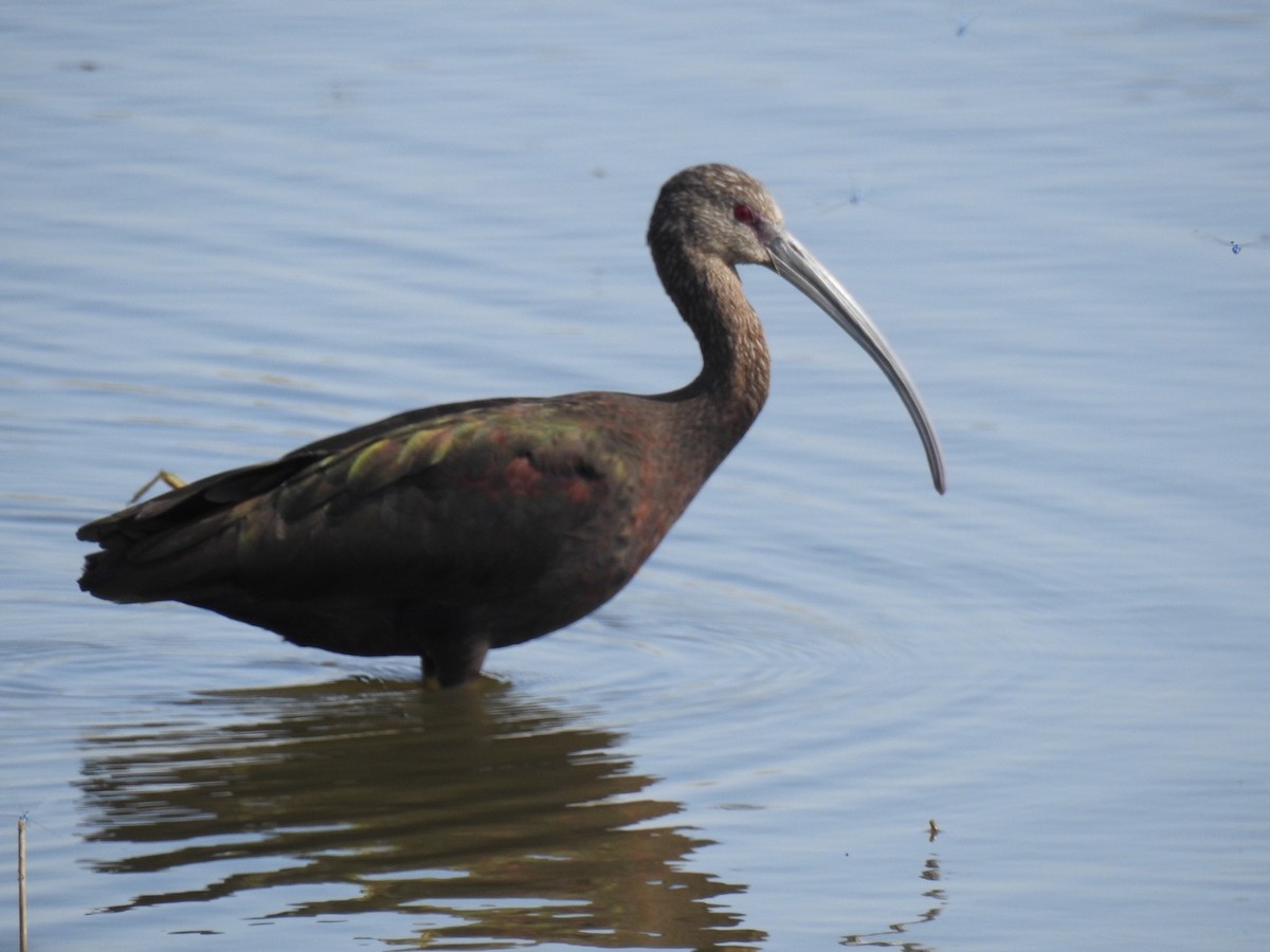 Ibis à face blanche - ML178941571