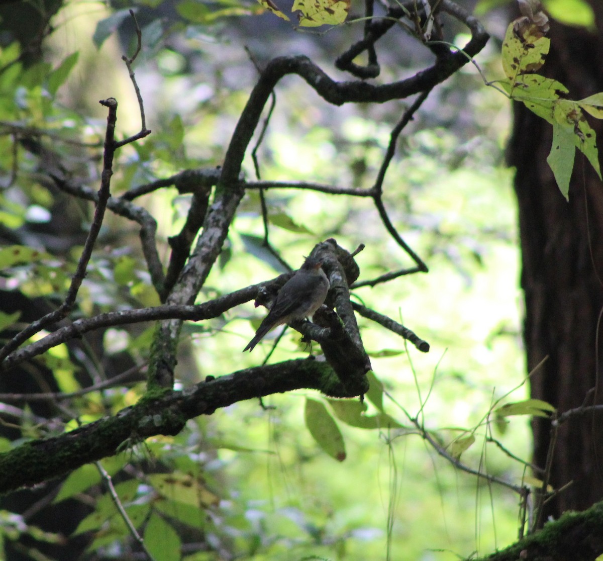 Greater Pewee - ML178941651