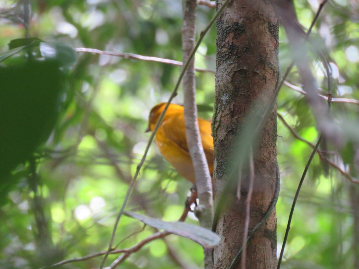 Golden Bowerbird - Martin Heffron