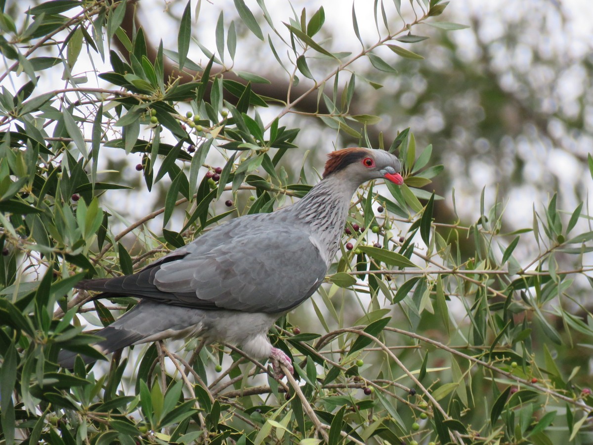 Topknot Pigeon - ML178943211