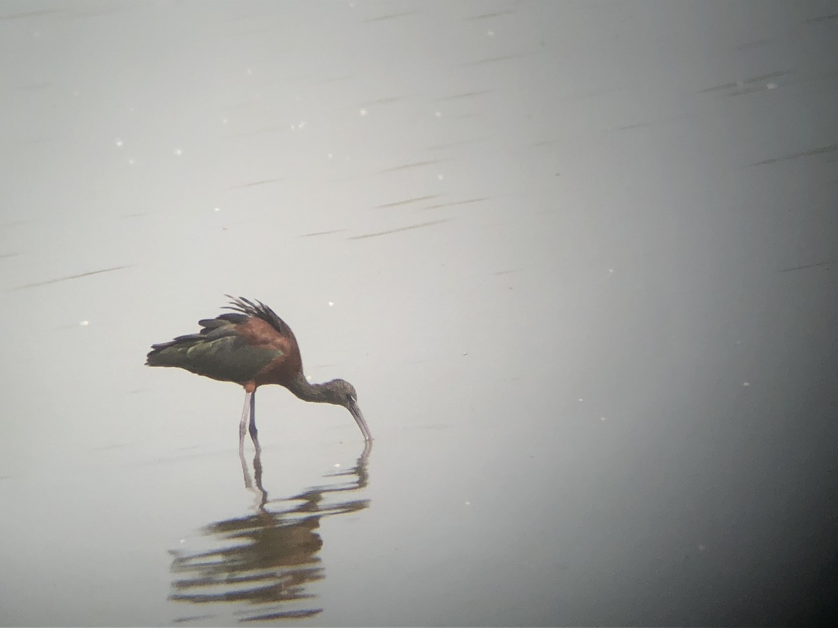 Glossy Ibis - ML178943541