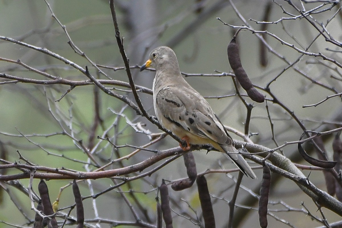 Croaking Ground Dove - ML178943601