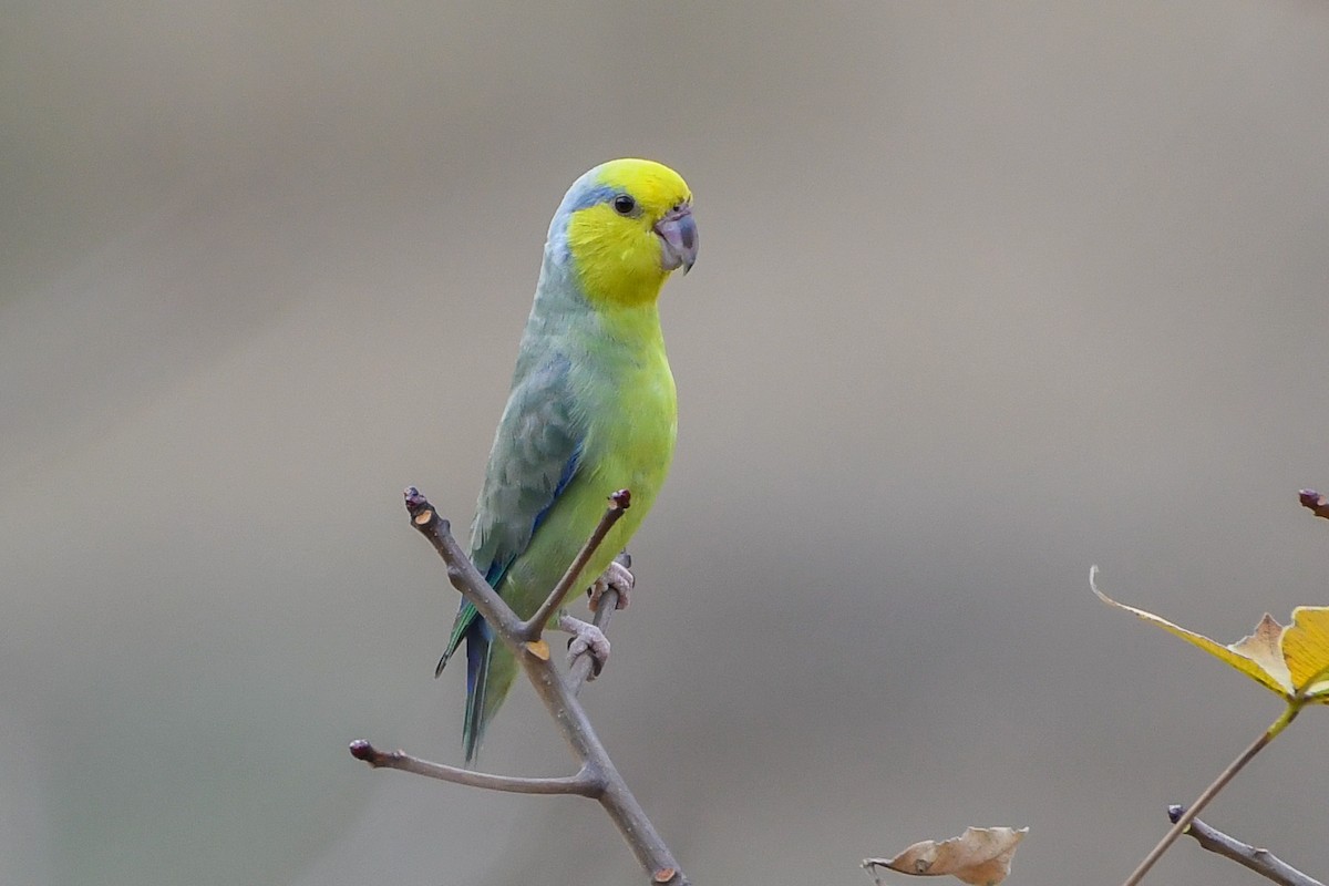 Yellow-faced Parrotlet - Ben Sanders