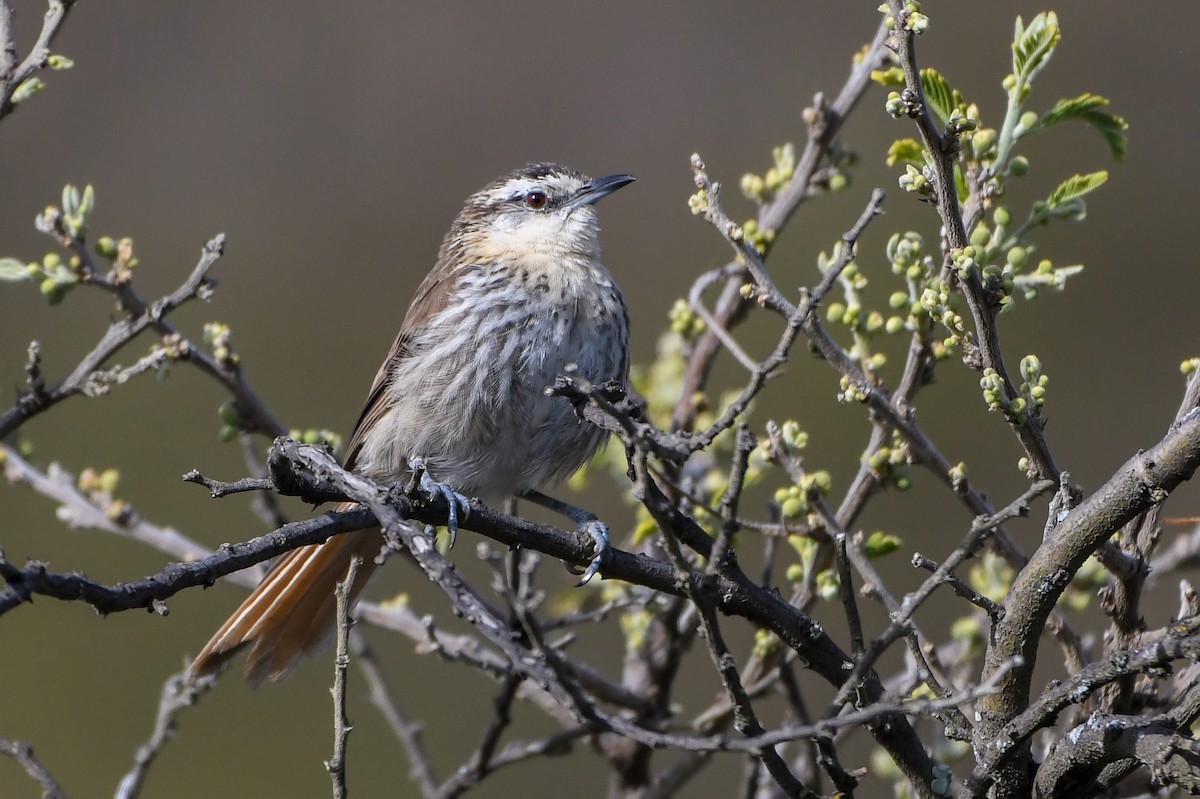 Great Spinetail - Ben Sanders