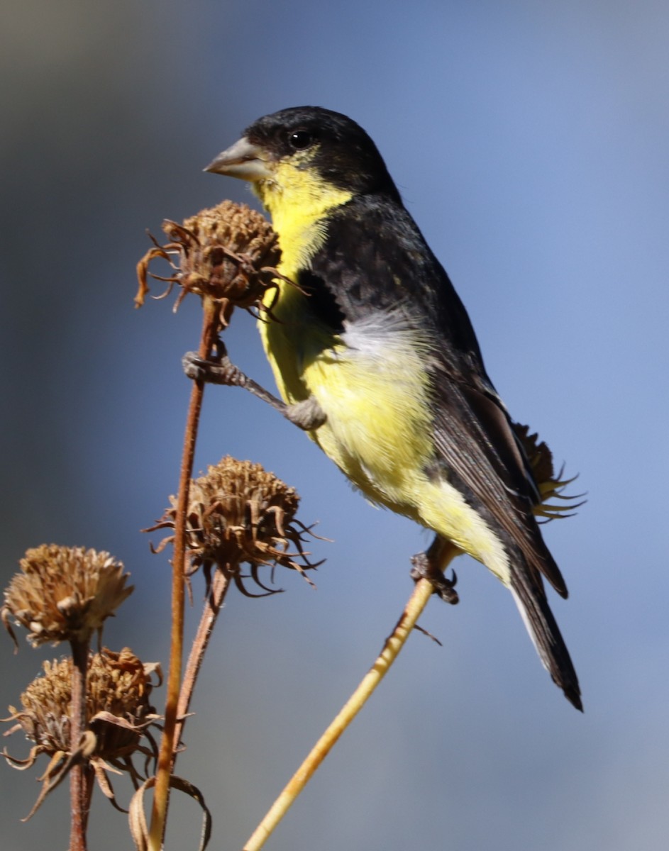 Lesser Goldfinch - Brad Biggerstaff