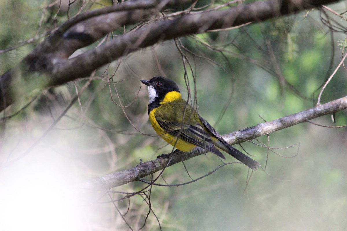Golden Whistler (Eastern) - ML178948171