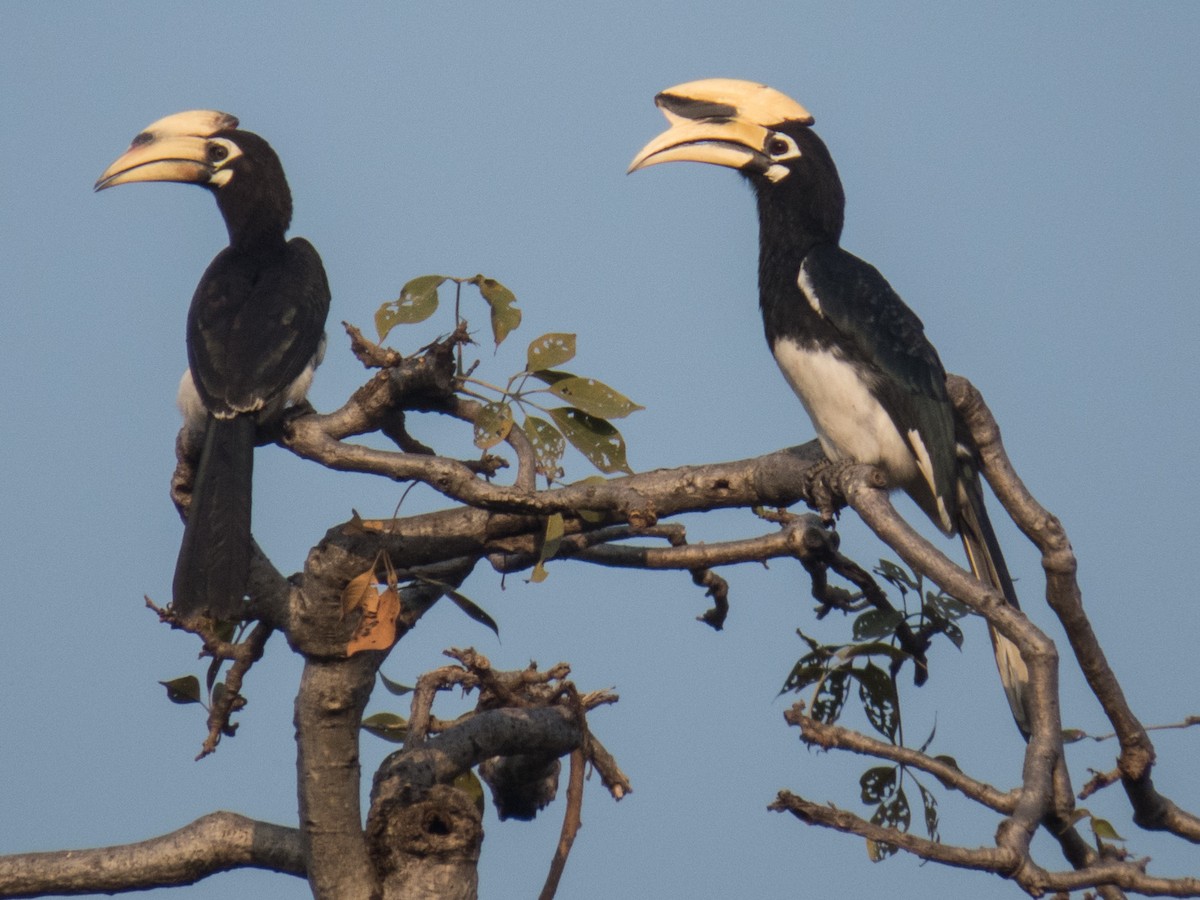 Oriental Pied-Hornbill - Robert Lockett