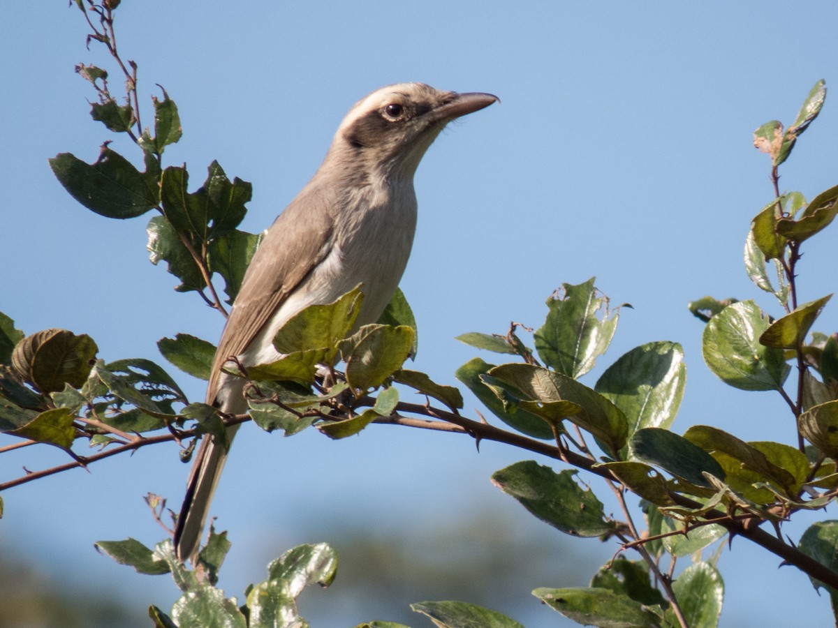 Common Woodshrike - ML178949891