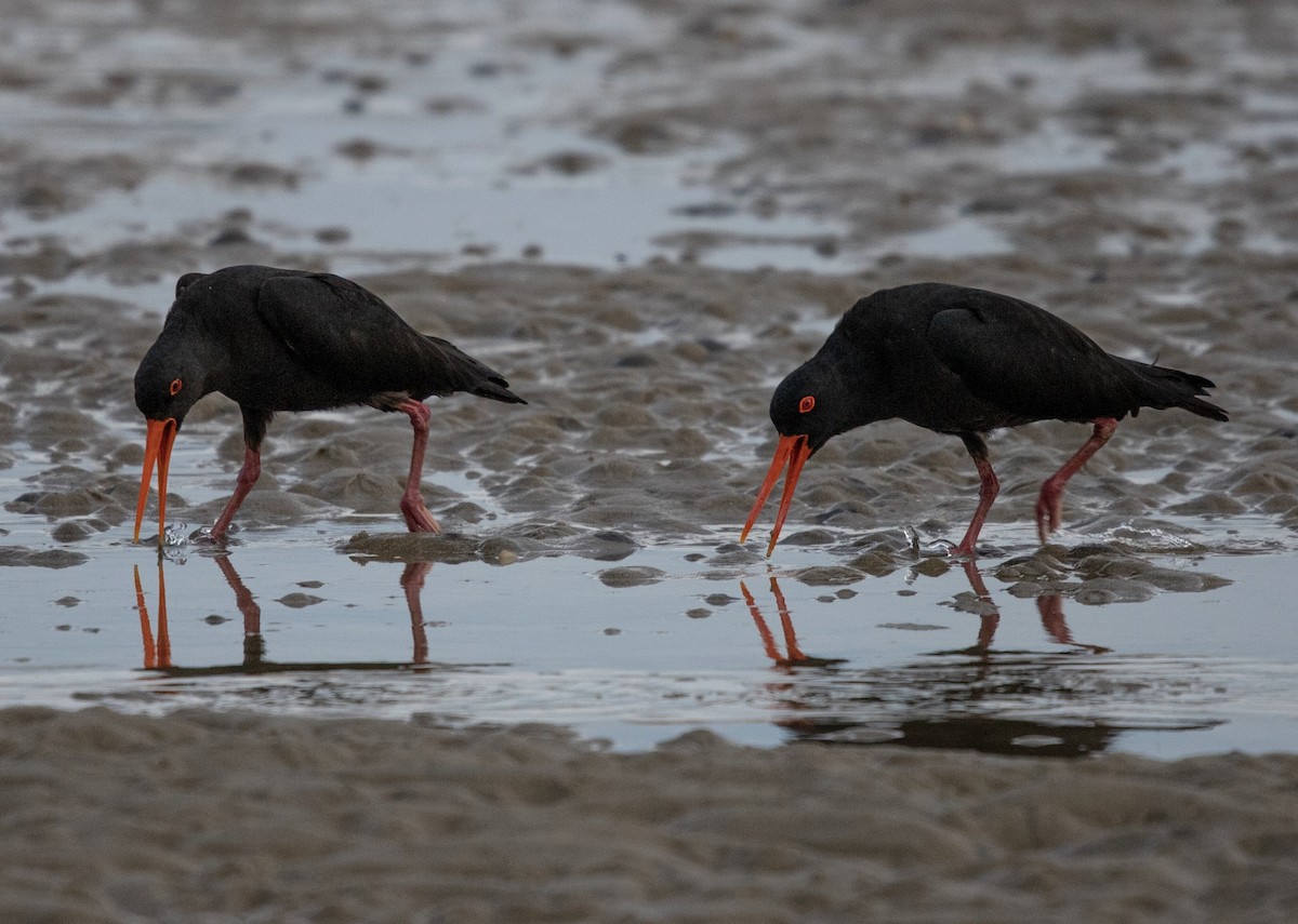 Variable Oystercatcher - ML178952981