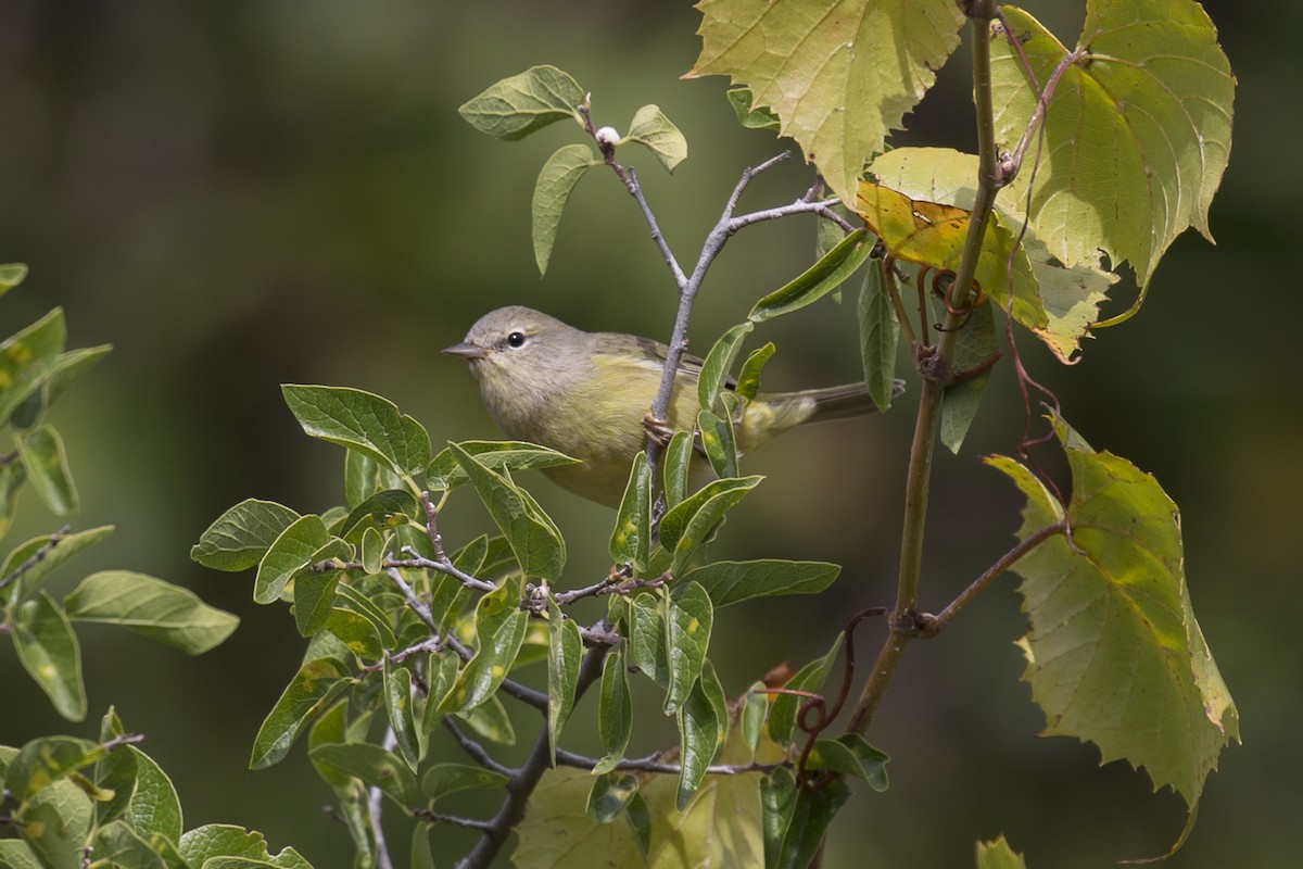 Orange-crowned Warbler (Gray-headed) - ML178954481