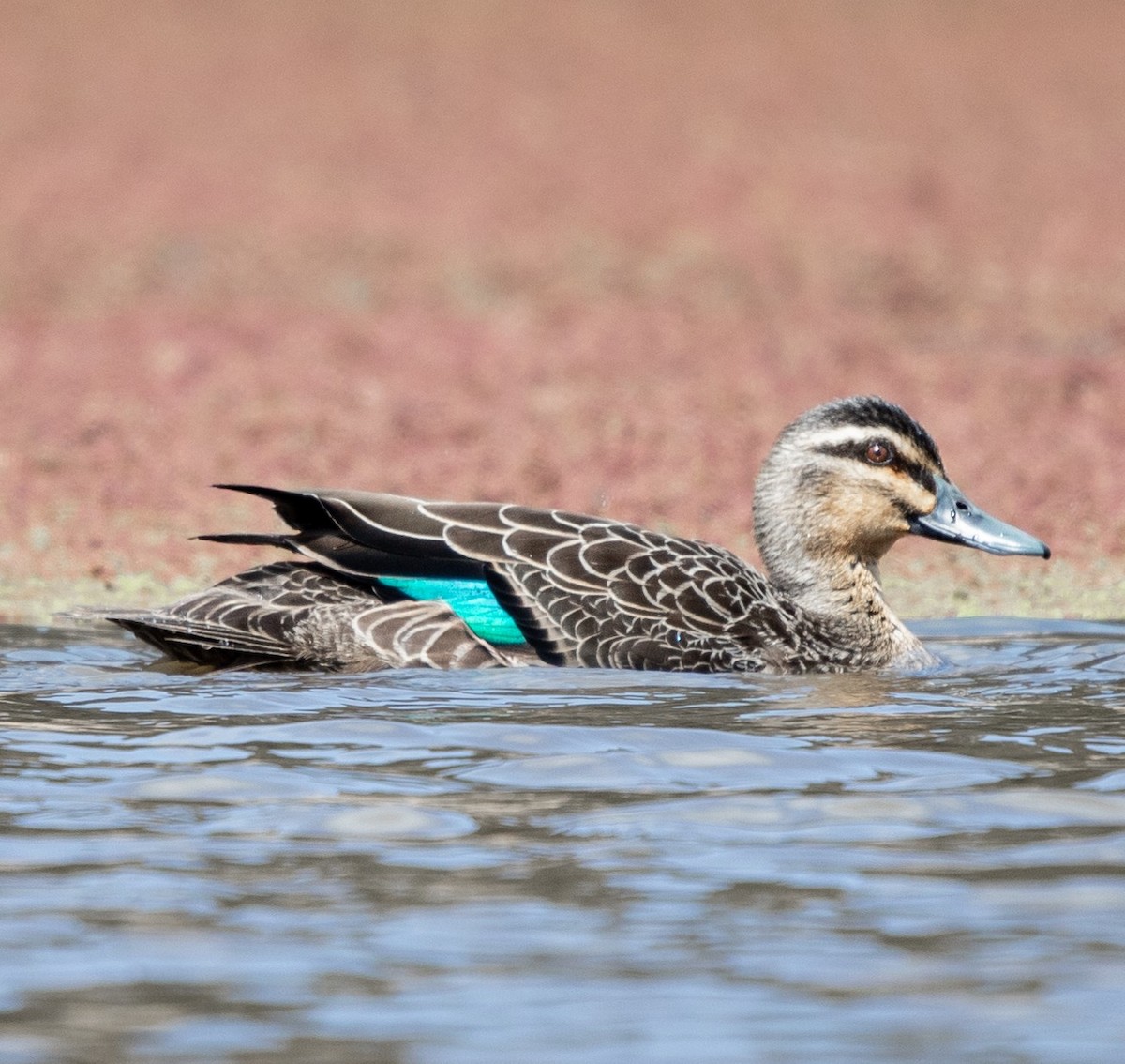 Canard à sourcils - ML178954591