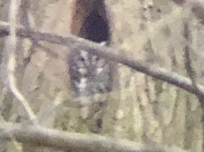 Eastern Screech-Owl - logan kahle