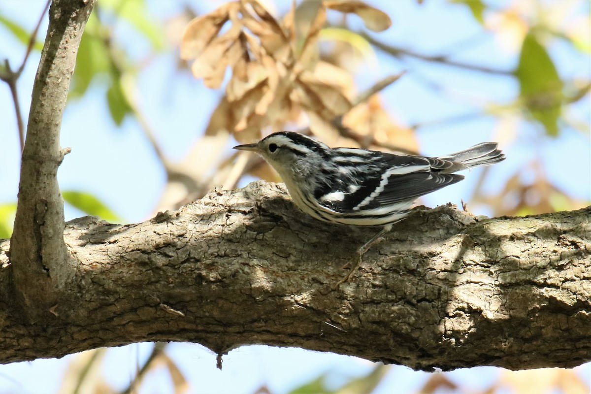 Black-and-white Warbler - ML178957511