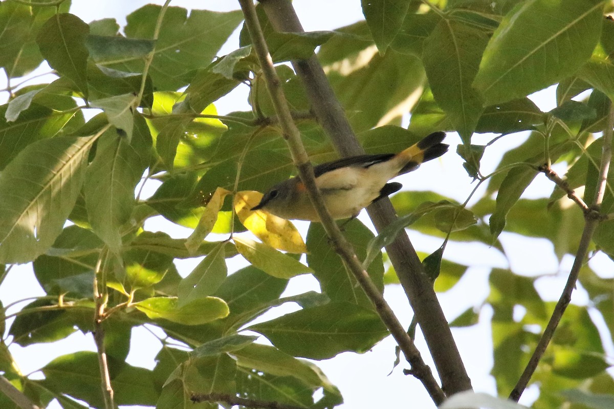 American Redstart - ML178957521