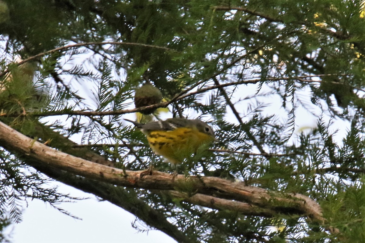 Magnolia Warbler - ML178957561