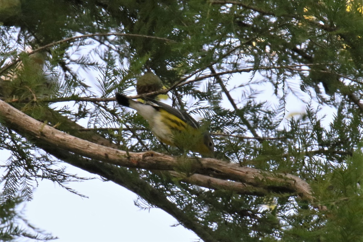 Magnolia Warbler - ML178957591