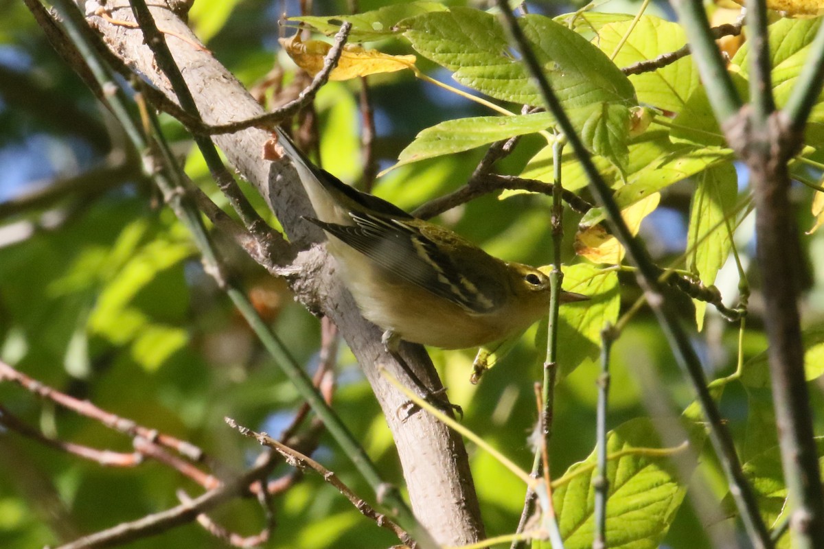 Bay-breasted Warbler - ML178957611