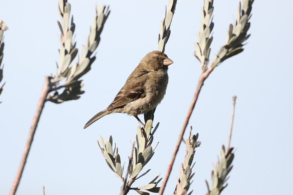 Serin bifascié - ML178958031