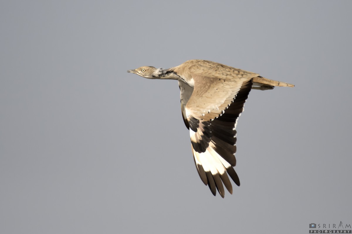 Asian Houbara - Sriram Reddy