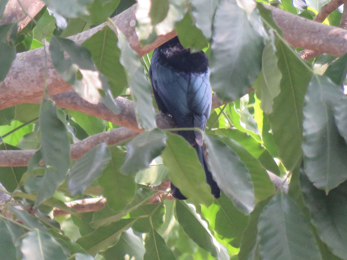 Hair-crested Drongo - ML178959571